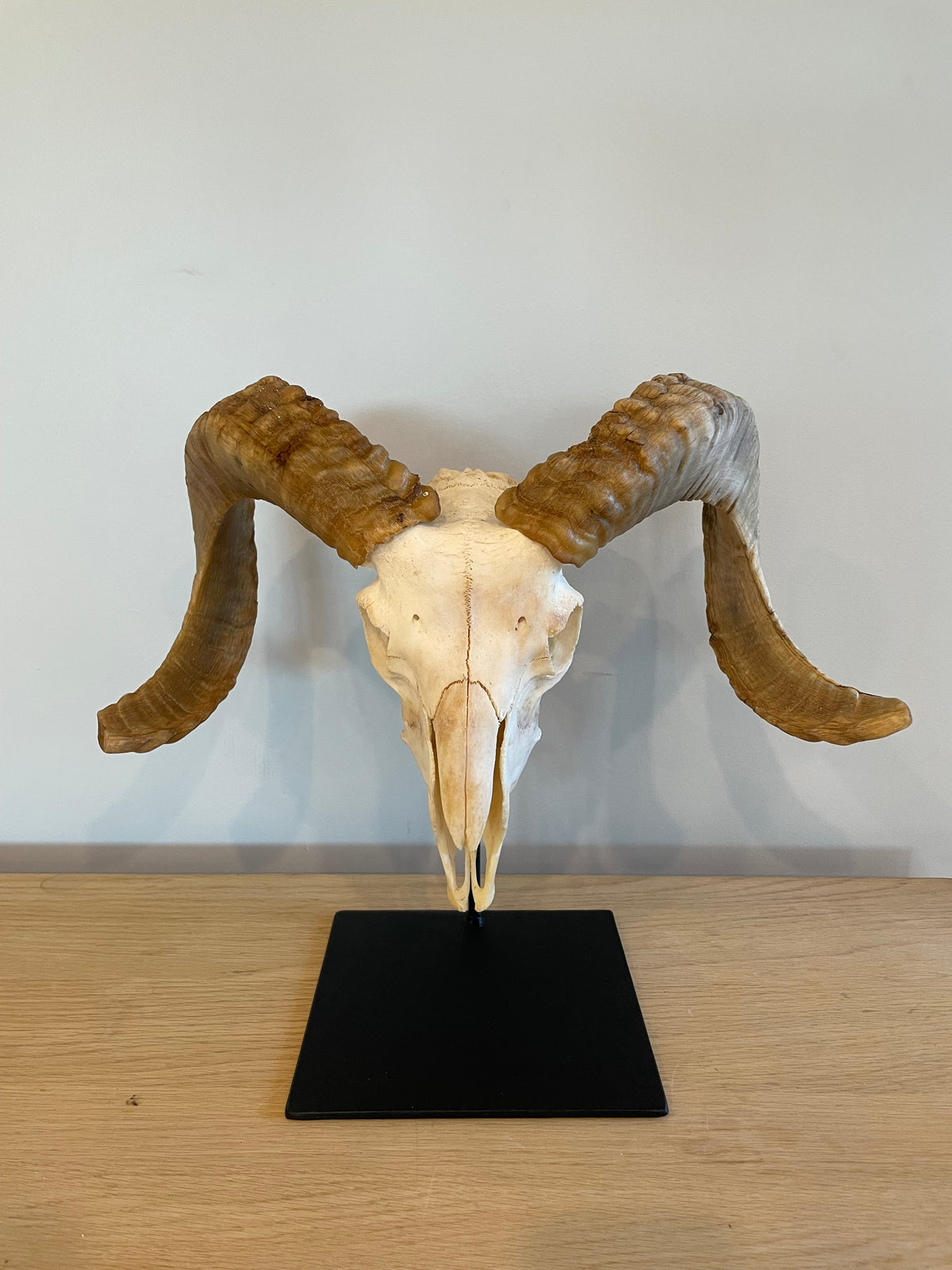 Marino Skull on Stand