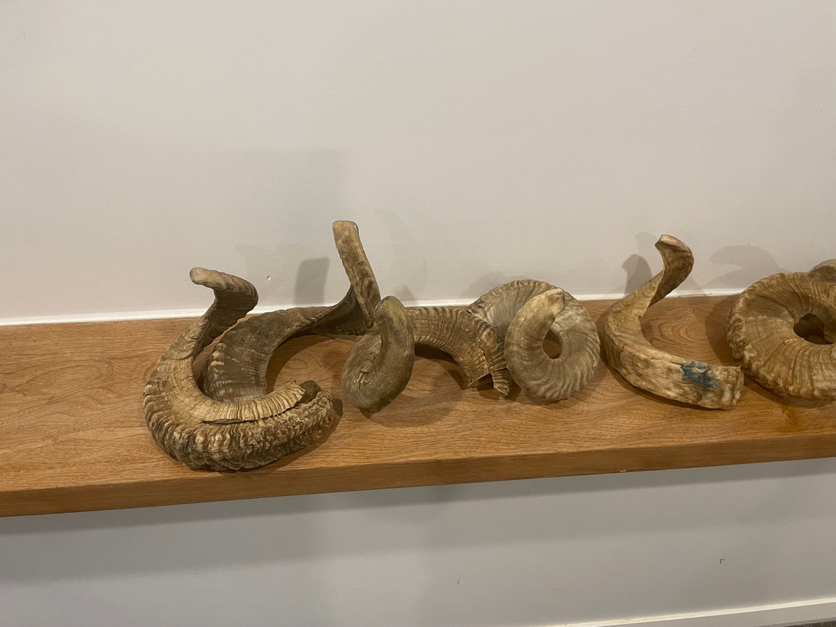 10 Marino Horns