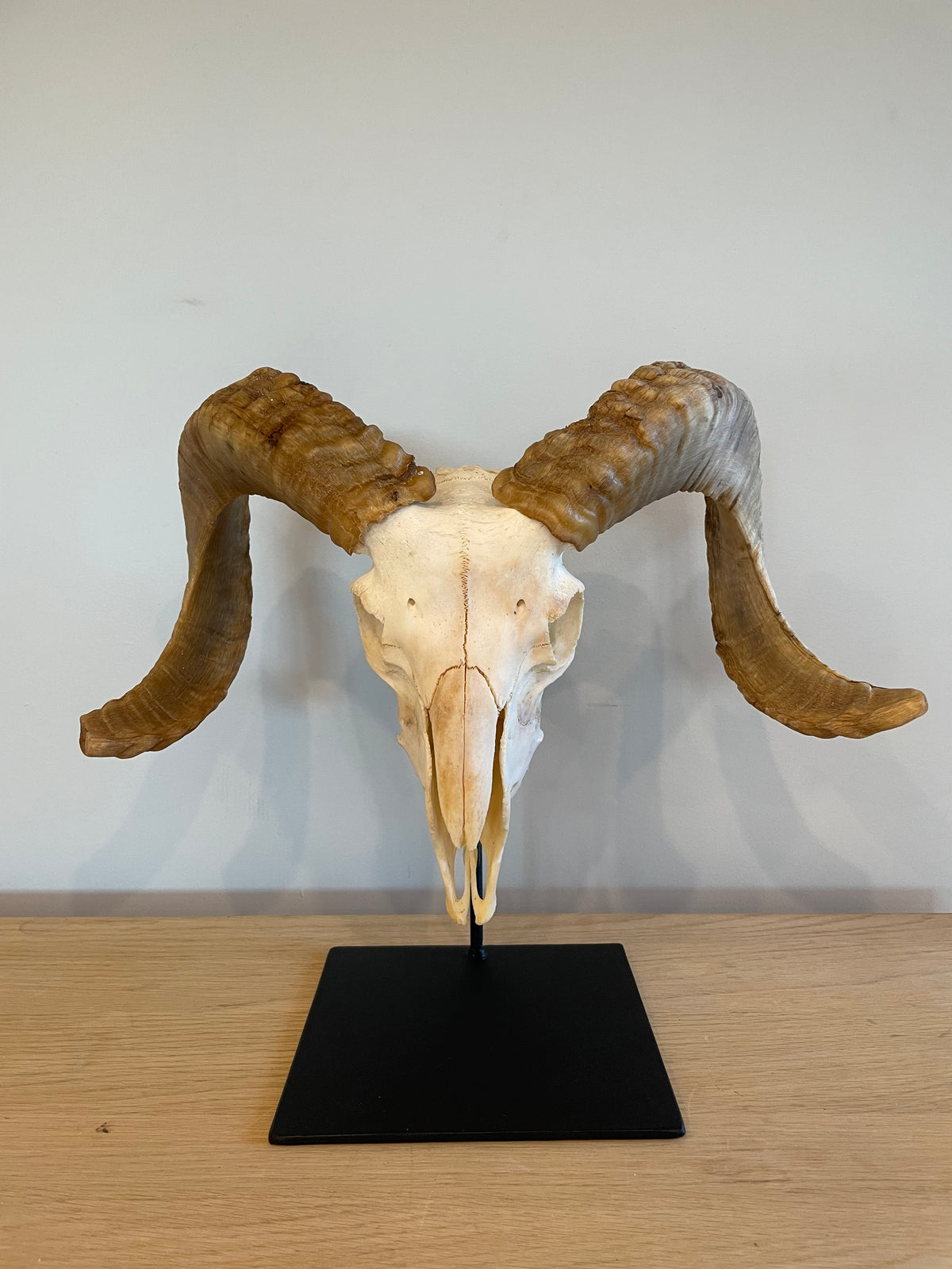 Marino Skull on Stand