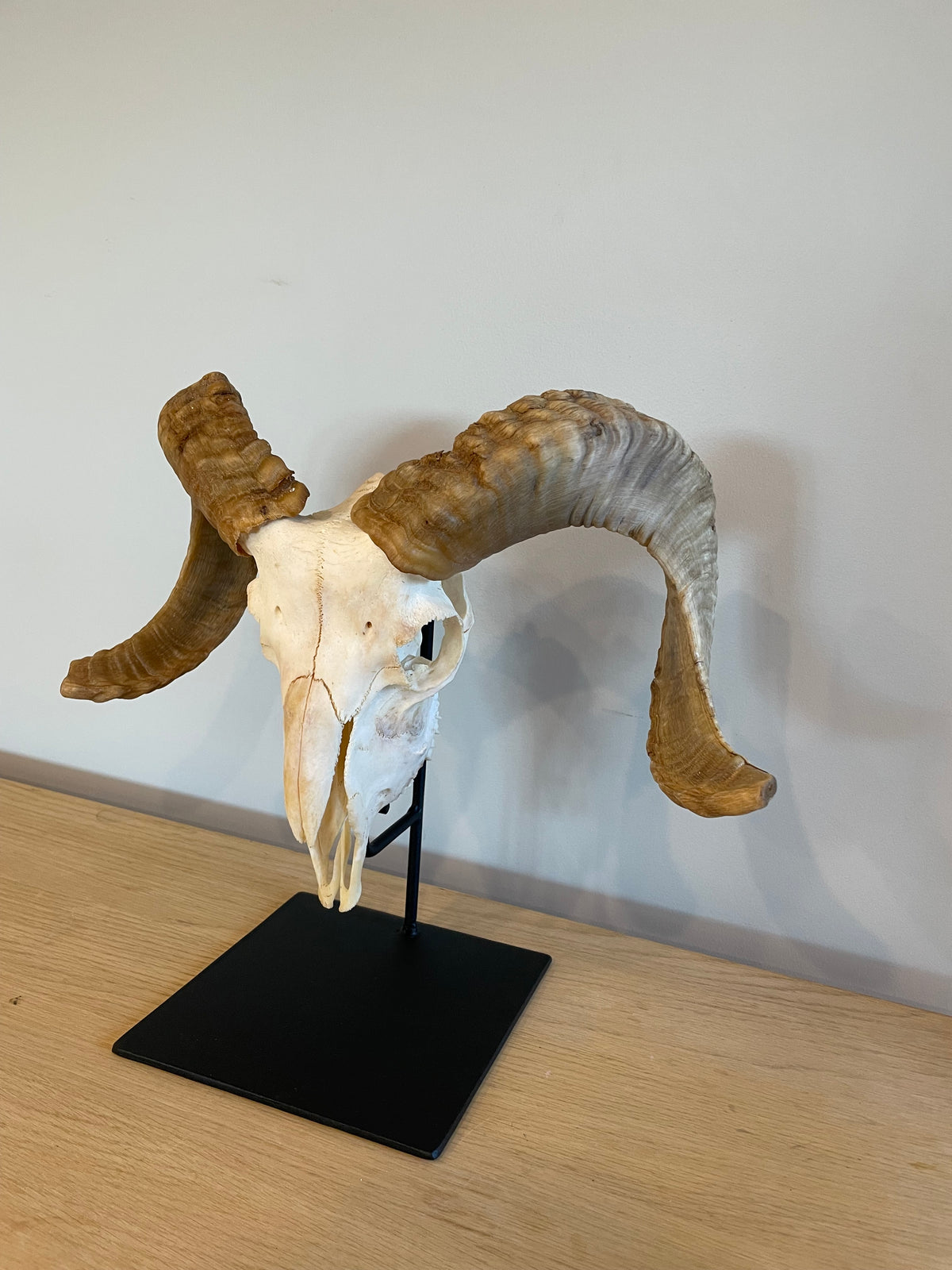 Marino Skull on Stand