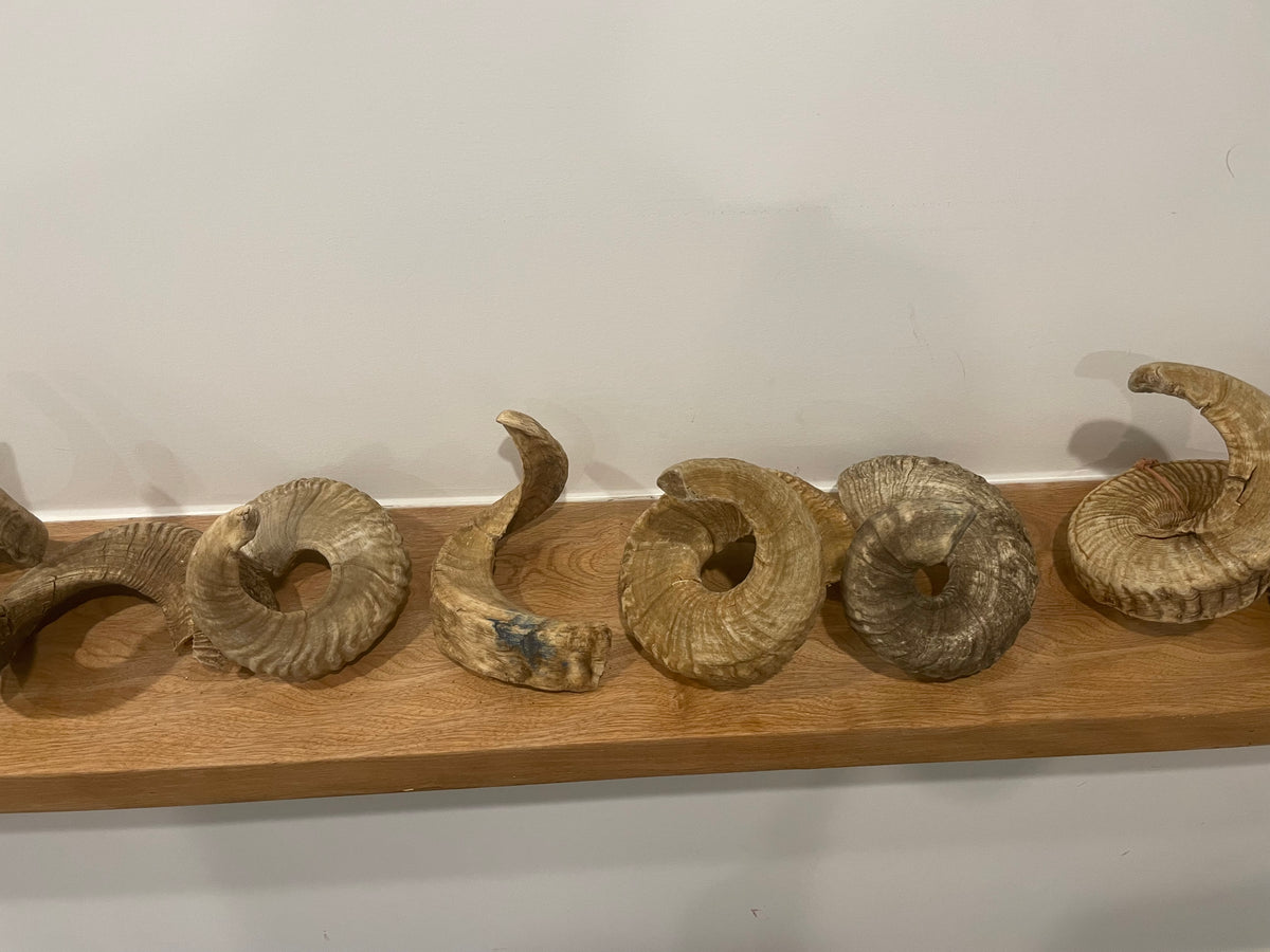 10 Marino Horns
