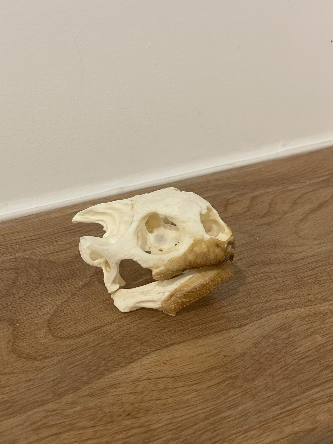 Leopard Tortoise Skull Medium