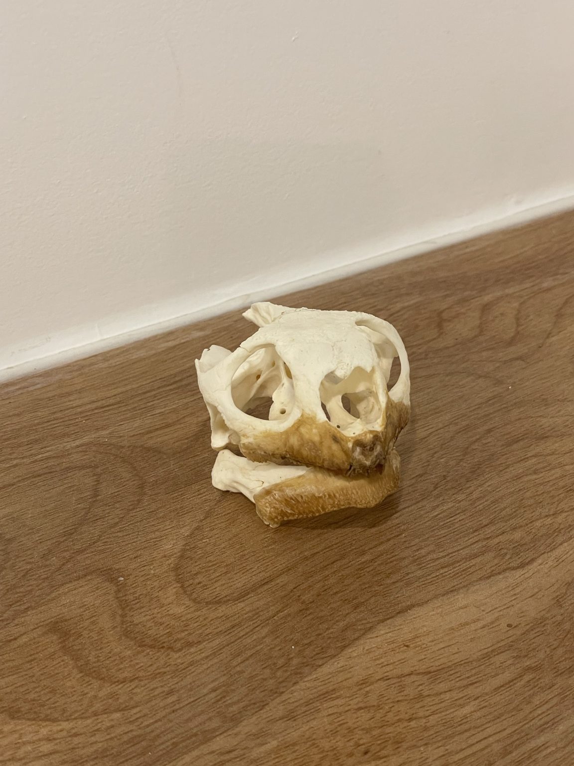 Leopard Tortoise Skull Medium