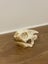 Leopard Tortoise Skull Medium