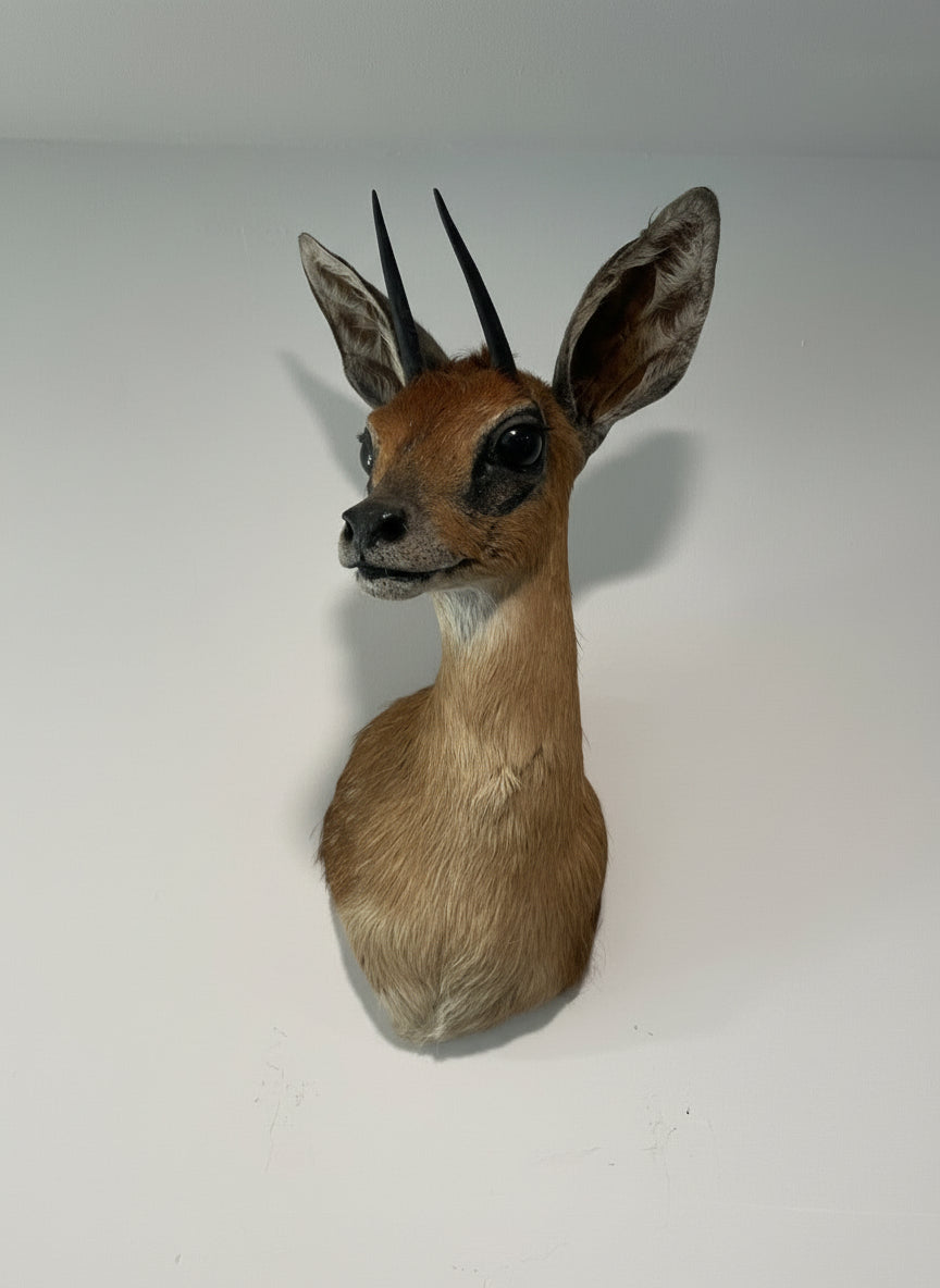 Cape Grysbok