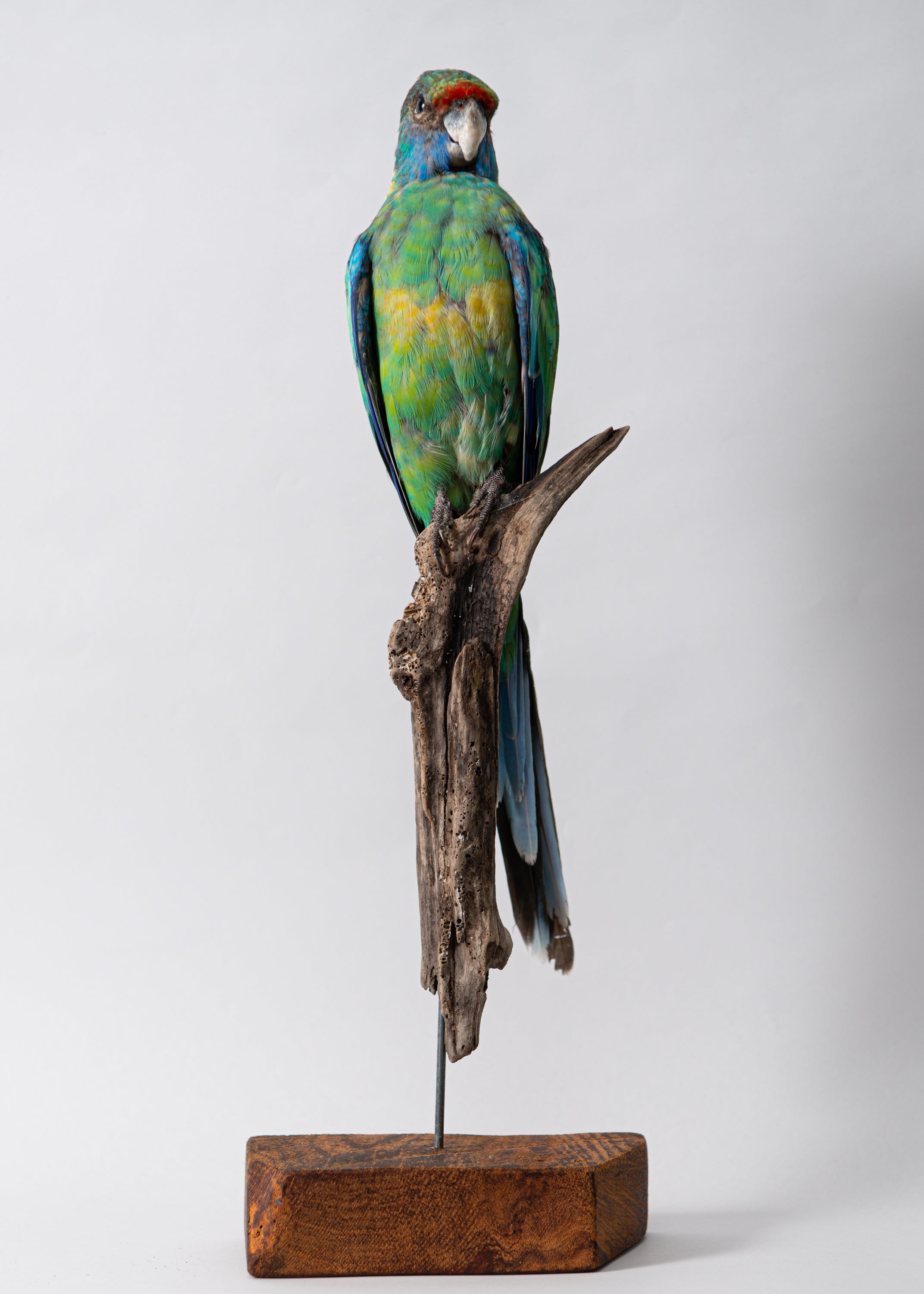 Taxidermy Buln Buln Parrot for Sale – The New Zealand Taxidermy Store