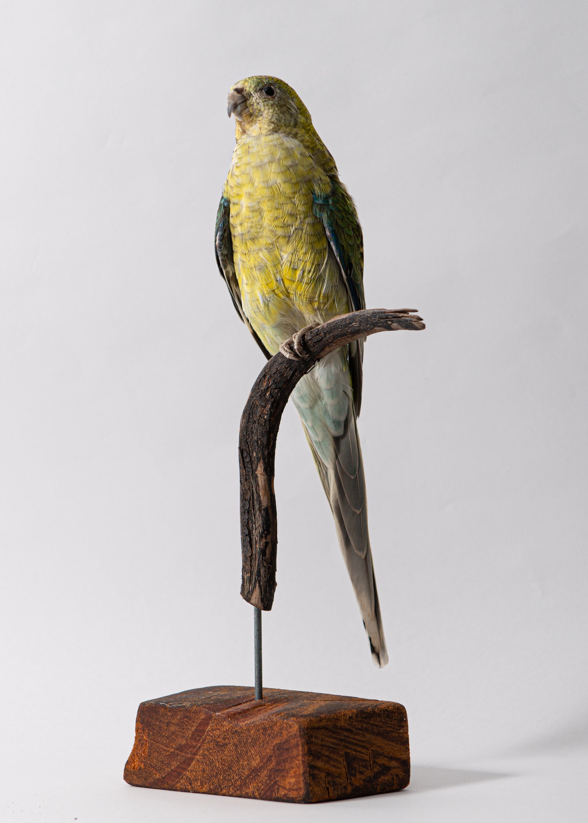 Taxidermy Red Rump Parrot for Sale – The New Zealand Taxidermy Store
