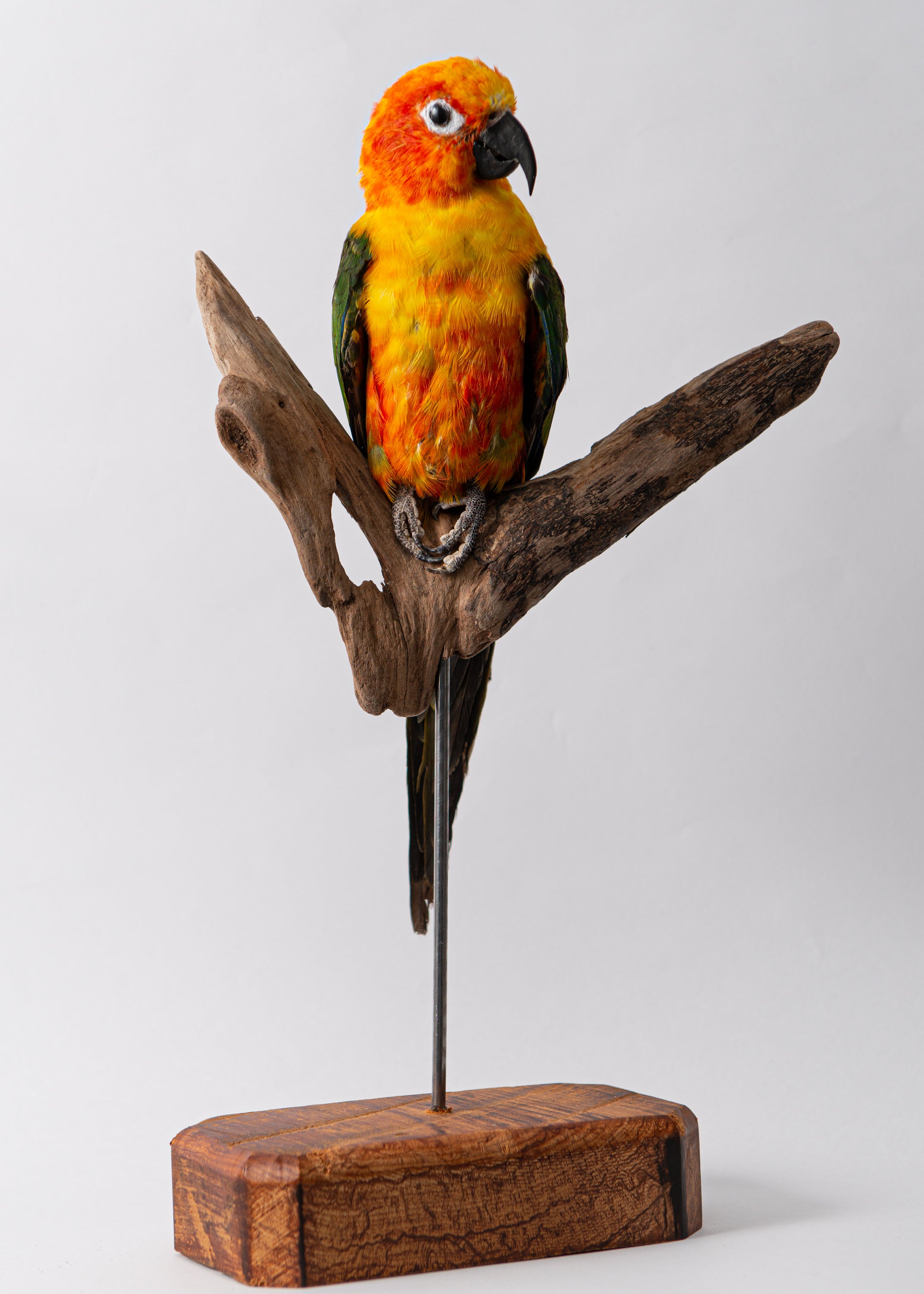 Taxidermy Sun Conure for Sale – The New Zealand Taxidermy Store