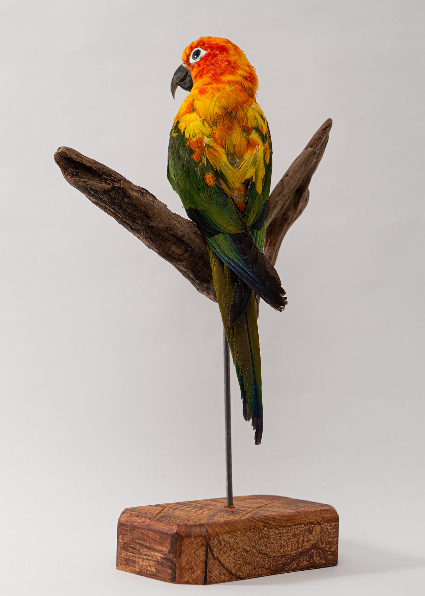 Sun Conure