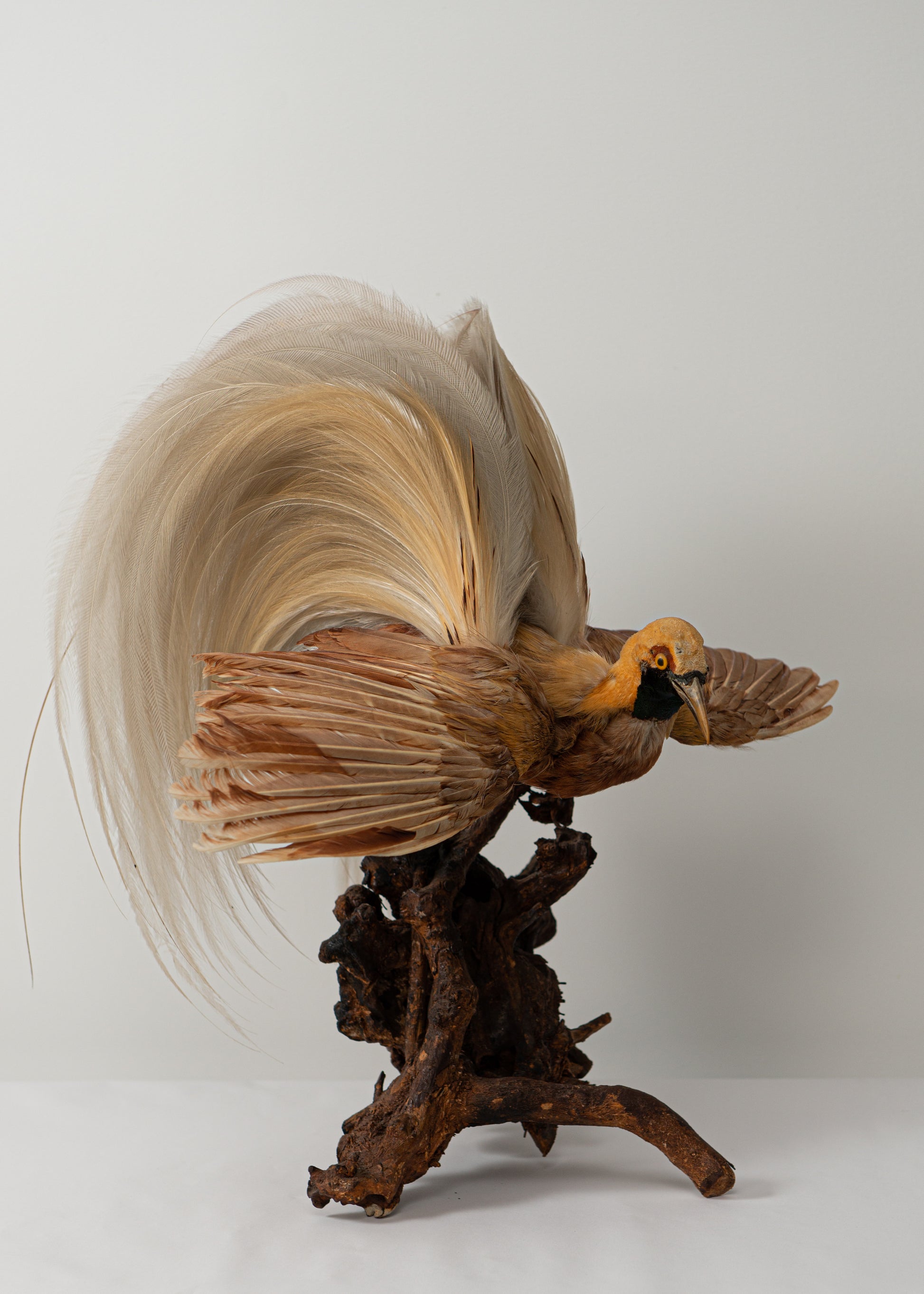 Taxidermy Bird of Paradise for Sale – The New Zealand Taxidermy Store