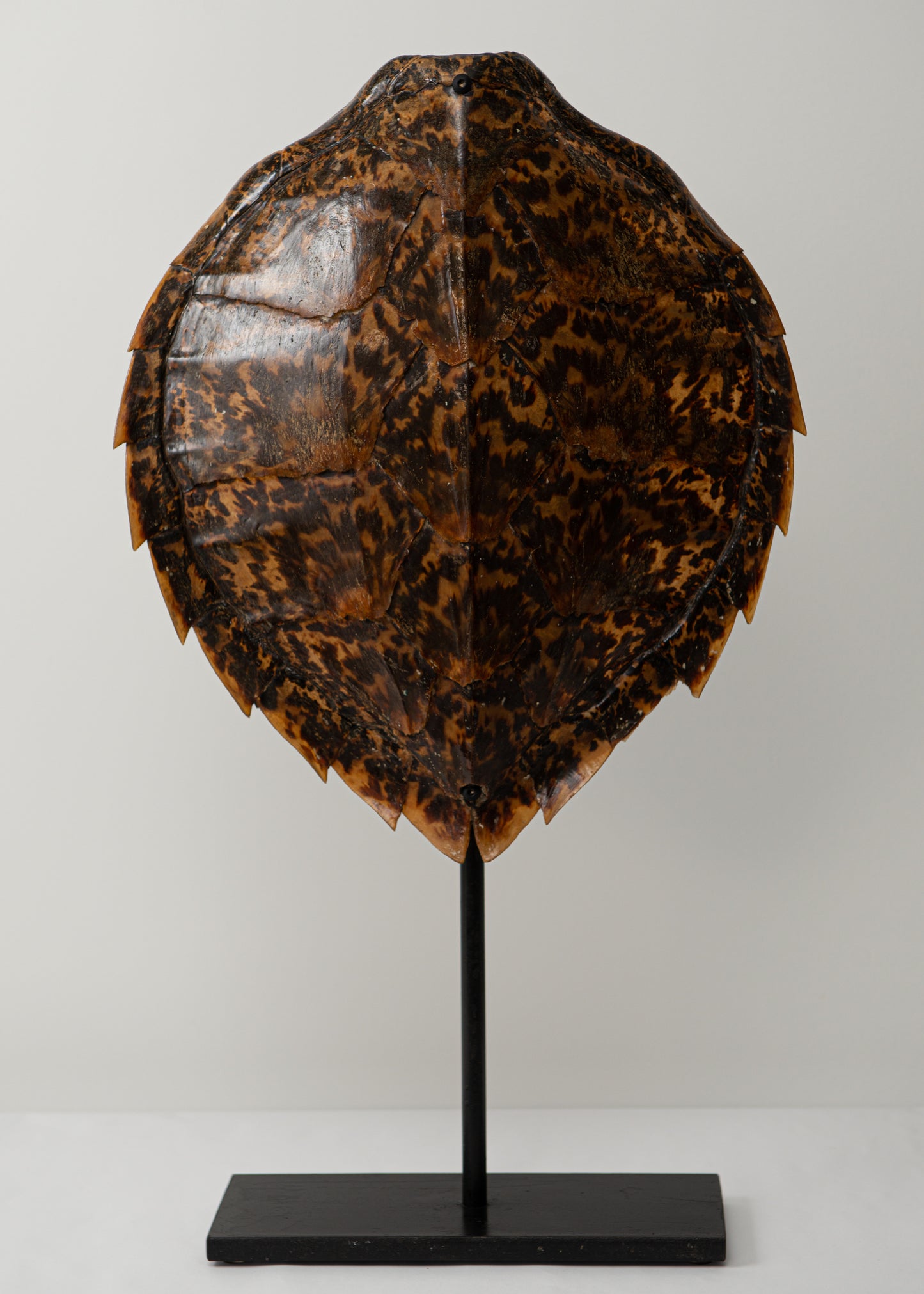 Hawksbill Turtle Shell